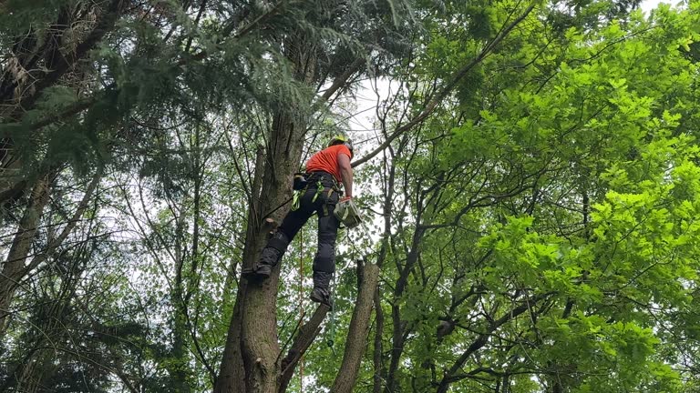 Why Choose Our Tree Removal Services in Buffalo, WY?