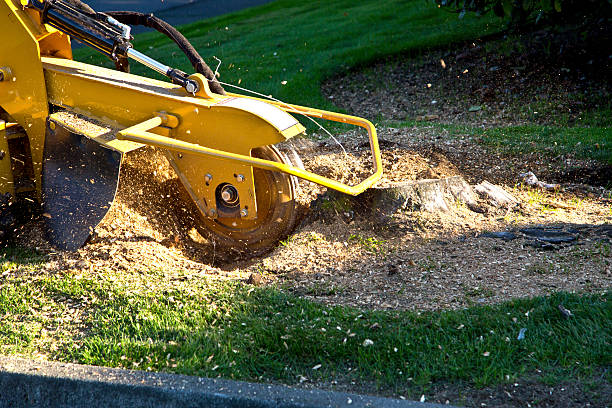 Lawn Renovation and Restoration in Buffalo, WY